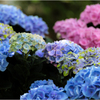 色付く紫陽花2