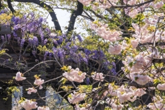 藤棚と八重桜