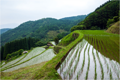 田植えの頃