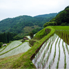 田植えの頃