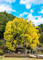 通りすがりの銀杏の木