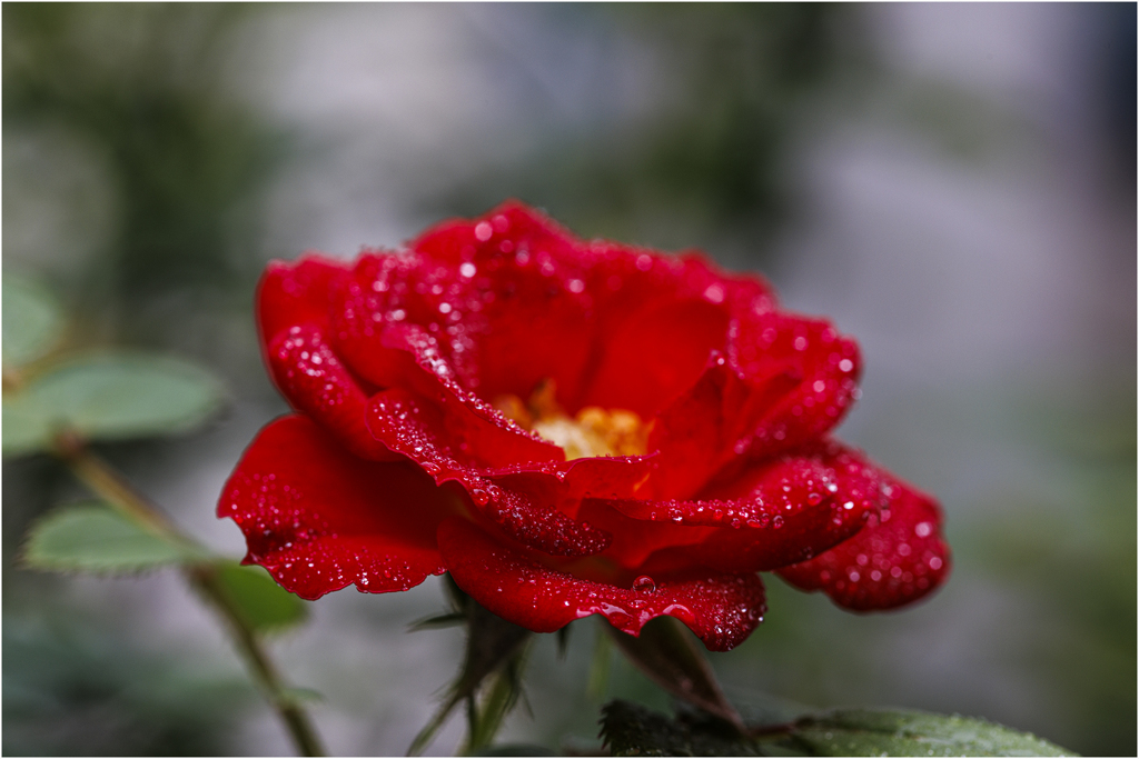 庭のミニ薔薇