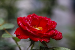 庭のミニ薔薇