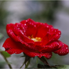 庭のミニ薔薇