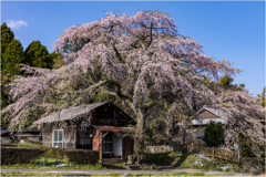 一本桜に魅せられて（志賀家のしだれ桜）2