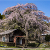 一本桜に魅せられて（志賀家のしだれ桜）2