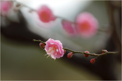 早春3
