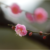 早春3