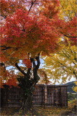 紅葉求めて