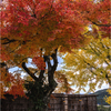 紅葉求めて