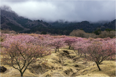 桜を求めて