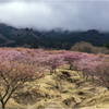 桜を求めて