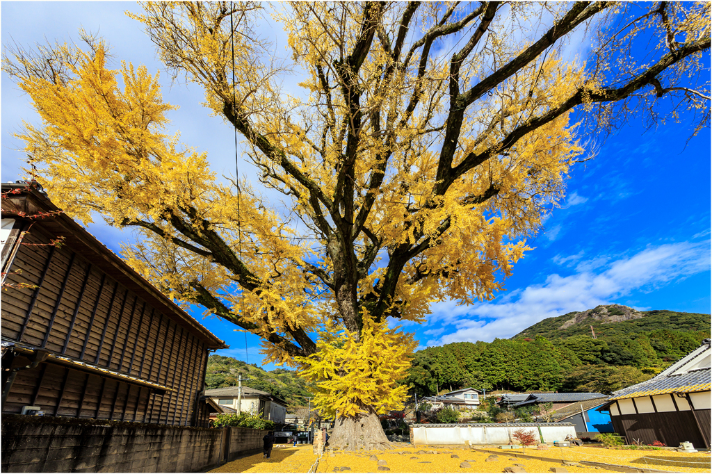 有田の大公孫樹（おおいちょう）