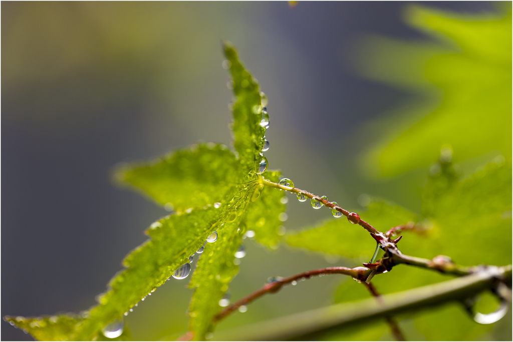 雨上がり