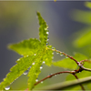 雨上がり