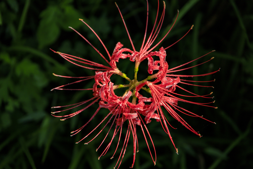 曼珠沙華