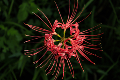 曼珠沙華