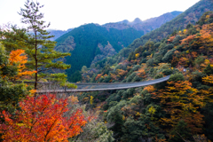 紅葉と吊り橋