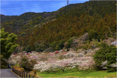 三岳梅林