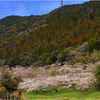 三岳梅林