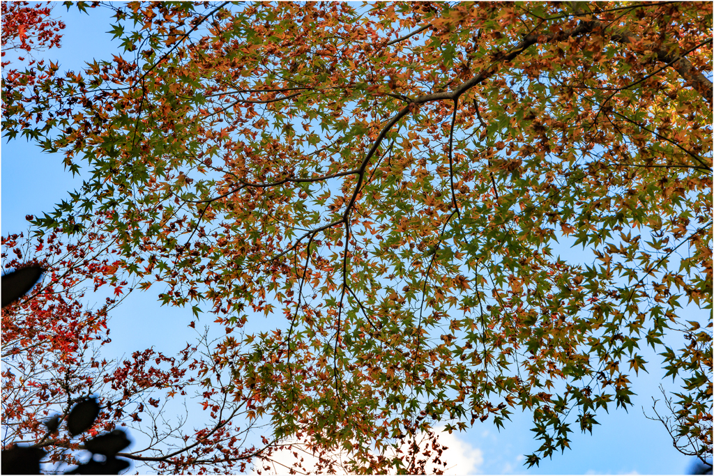 見上げる紅葉