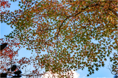 見上げる紅葉
