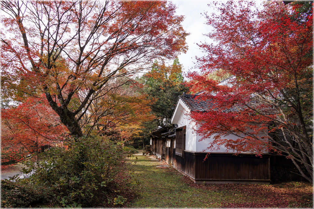 紅葉の森の中で