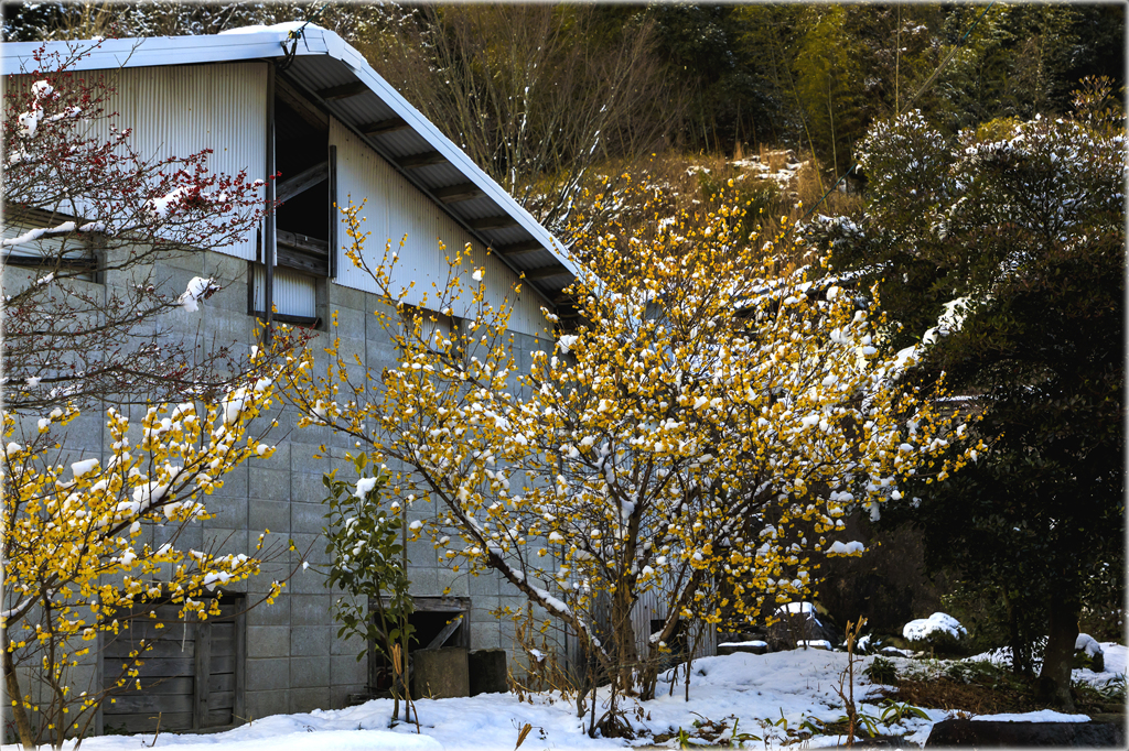 雪化粧の蝋梅