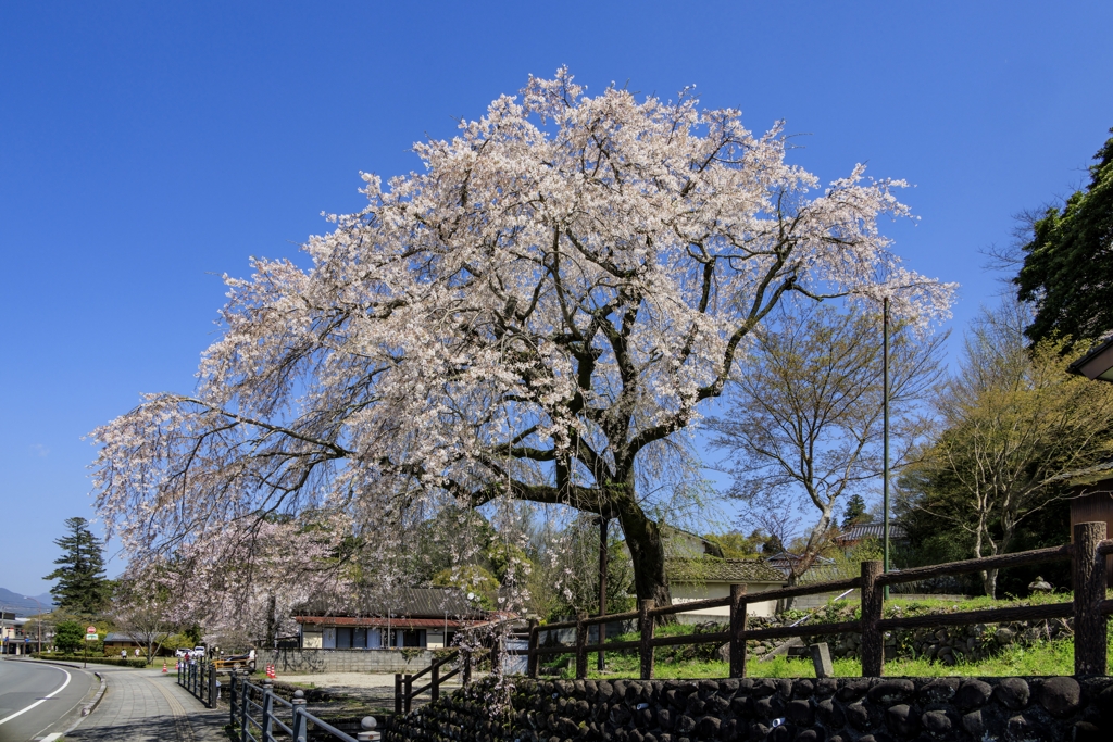 大原の枝垂れ桜