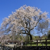 大原の枝垂れ桜