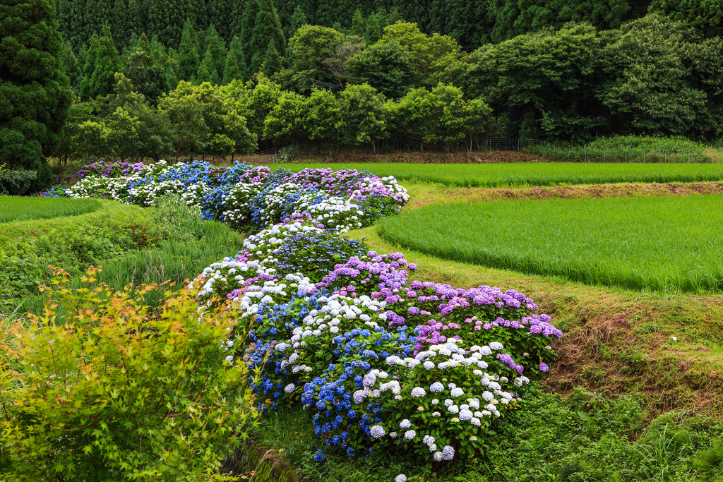 畔の紫陽花