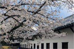 多聞櫓の桜