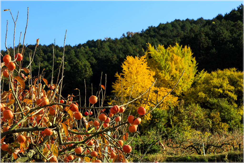 晩秋の柿畑2