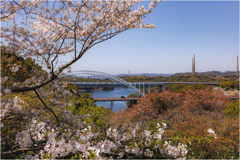 桜咲く頃
