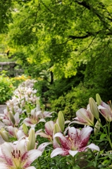 新緑とユリの花