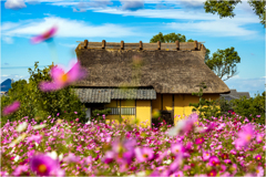 古民家と秋桜