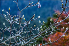 晩秋の里山にて
