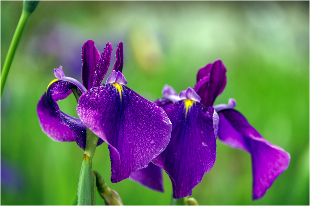 雨と花菖蒲2