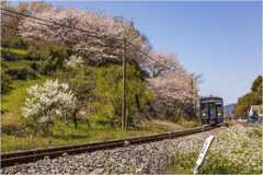 桜と鉄道2