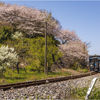 桜と鉄道2