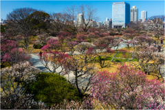 街中の梅園