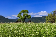 蕎麦の花