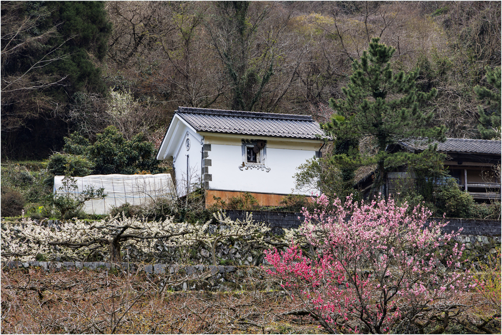 春の里山巡り2