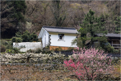 春の里山巡り2