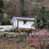 春の里山巡り2