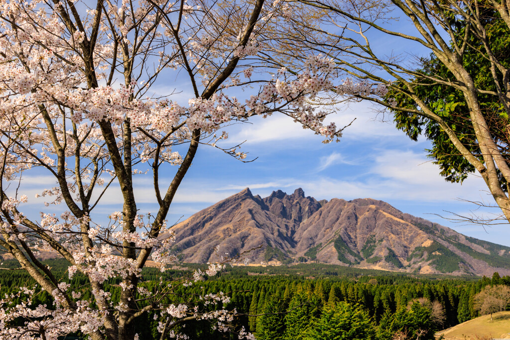 桜と根子岳