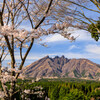 桜と根子岳