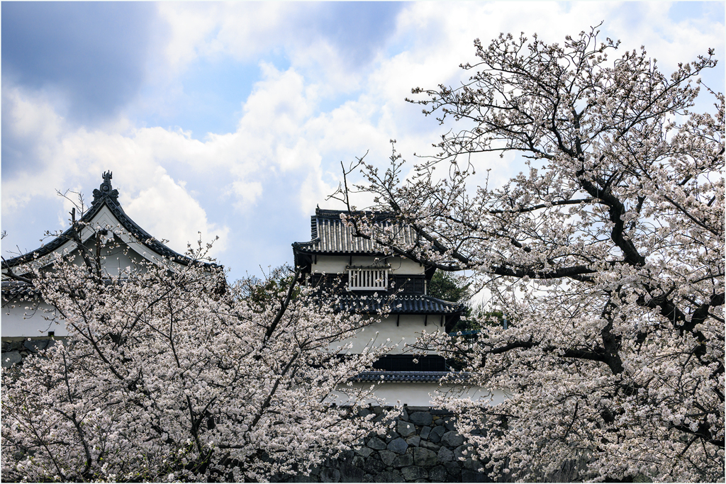 福岡城址の桜
