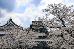 福岡城址の桜