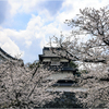福岡城址の桜